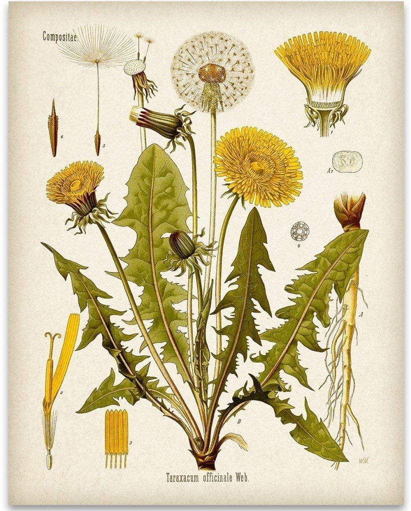 botanical art