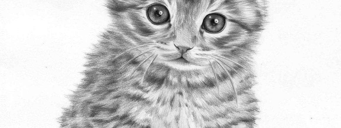 A drawing of my cat