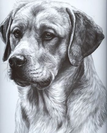 a drawing of my dog
